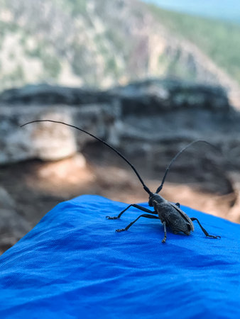 A bug with long horns is sitting on a blue cloth