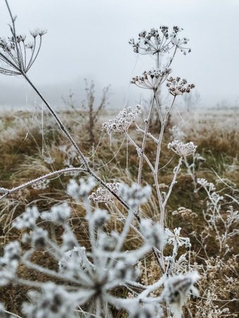 This image shows a closeup view of a beautiful and delicate plant that is magnificently covered in...