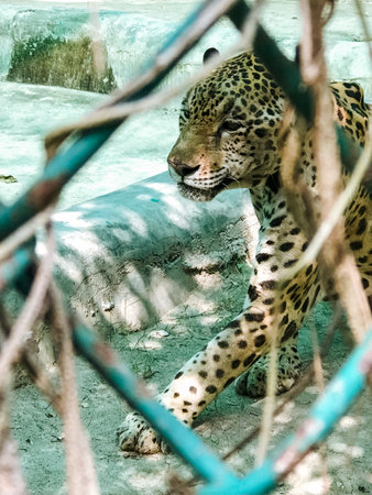 This captivating image features a leopard walking through a chainlink fence, showcasing its unique spots and powerful presence, highlighting the beauty of this majestic animalの写真素材
