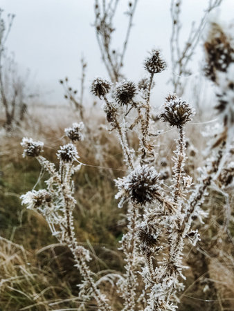 A close up of a plant covered in frost in a fieldの写真素材