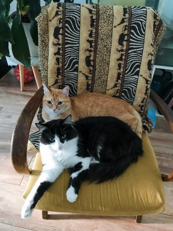 Two cats are peacefully laying on a cozy chair that features a stylish animal print cushion,...