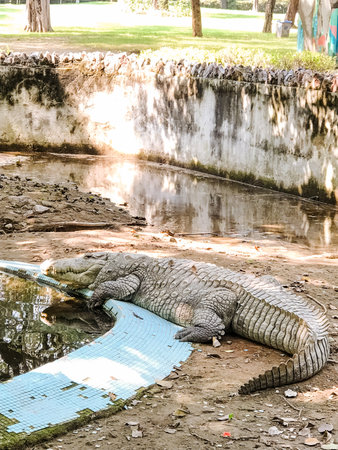 A large crocodile is comfortably laying on the ground near a body of water, enjoying the warm sun while keeping a watchful eye on its surroundings for any potential threats or prey nearbyの写真素材