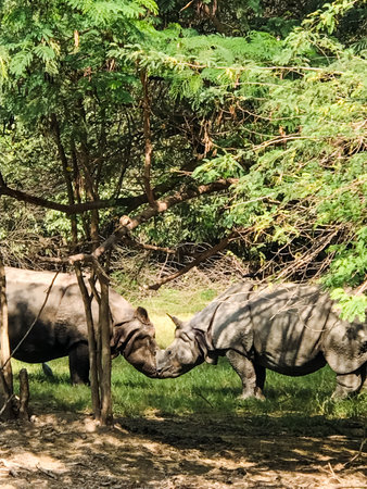 In serene woods, two rhinoceroses stand closely together, embodying the beauty and majesty of wildlife in their natural habitat. A stunning glimpse of these magnificent terrestrial animalsの写真素材
