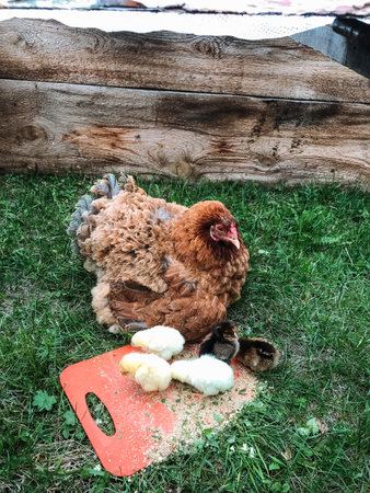 A chicken is peacefully laying on the soft grass right next to a wooden cutting board, enjoying the warm sun rays and the gentle breeze, creating a serene scene in a natural settingの写真素材