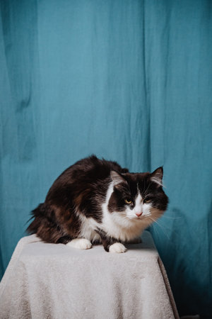 A black and white cat is comfortably sitting on a wooden stool positioned right in front of a...
