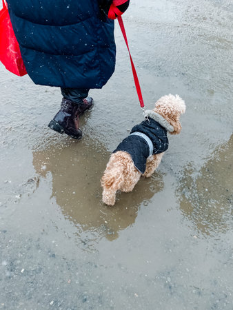 A person is taking a leisurely stroll while guiding a small dog on a leash, playfully splashing...