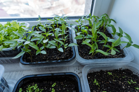 A lively assortment of vibrant plants in colorful containers on a sunlit windowsill soak up sunlight, boosting their growth and creating a cheerful, inviting atmosphere that enlivens the spaceの写真素材