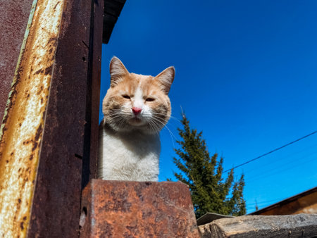 A curious cat, with bright eyes and a playful demeanor, peeks cautiously over an old, rusty fence post, showcasing its everinquisitive nature to anyone who passes by or glances in that directionの写真素材