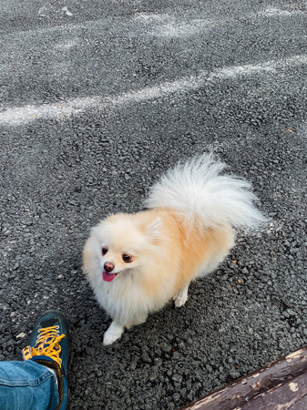 An adorable and cute Pomeranian dog with an incredibly fluffy coat and a playful demeanor is enjoying a delightful walk outdoors, happily surrounded by gravel paths and the beauty of natureの写真素材