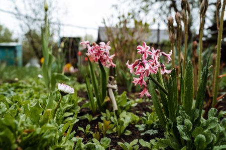 In a beautiful garden, a delightful bunch of vibrant pink flowers is flourishing, adding color and life to the surroundings, creating a picturesque scene that celebrates natures beautyの写真素材