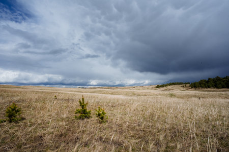 A serene prairie landscape showcases vibrant golden grass swaying in the breeze, with lush evergreen shrubs framed by dark clouds, capturing the essence of natures stunning beautyの写真素材