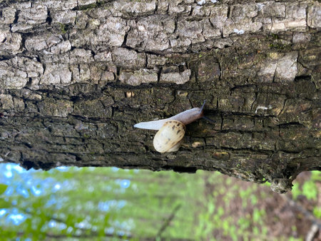 A snail rests on rough tree bark, its speckled white shell contrasting with the lush green backdrop, beautifully capturing the essence of nature in this captivating sceneの写真素材