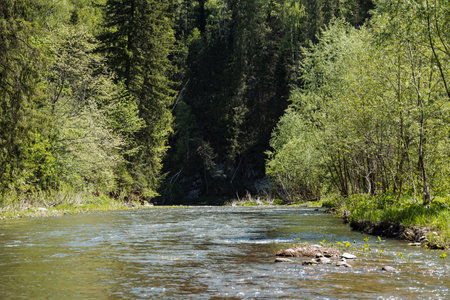 A beautiful river gracefully flowing through a dense forest, where tall trees are lined on both...