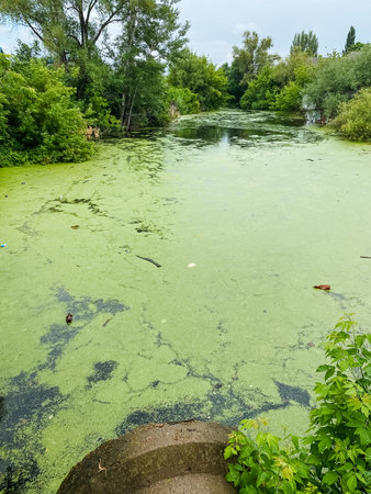 A serene pond that is beautifully filled with vibrant green algae, set against a backdrop of lush trees in the background, creating a tranquil natural environment to enjoyの写真素材