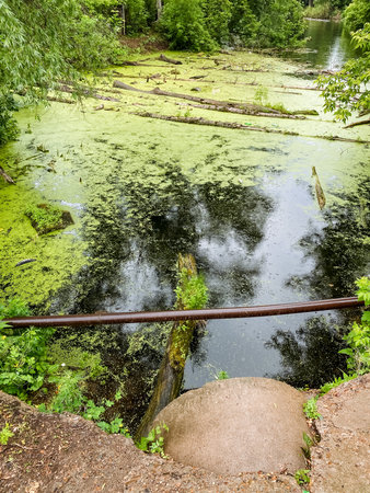 A Serene River Scene filled with Lush Greenery and the presence of Algae Growth serves as a reminder of the beauty of nature and the diverse ecology that thrives in aquatic ecosystemsの写真素材