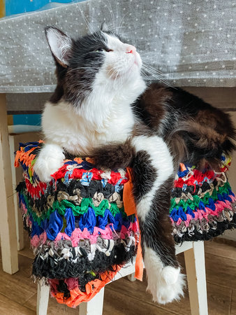 A black and white cat is comfortably laying on a vibrant and colorful wooden stool that adds charm...