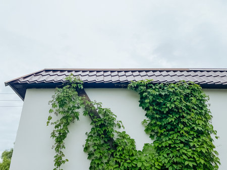 A charming white house, adorned with a roof covered in lush green ivy, creates a truly picturesque scene that is filled with natural beauty and serenity, ideal for relaxation and moments of peaceの写真素材