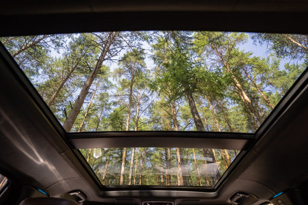 A breathtaking view captured from the sunroof of a car, showcasing a canopy of lush green pine trees reaching towards the blue sky, ideal for nature lovers and road trip enthusiasts.の写真素材