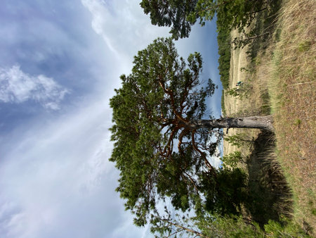 A magnificent tree rises majestically beneath a vibrant and colorful sky, beautifully showing the wonders of nature and a serene landscape that beckons exploration into its expansive depthsの写真素材