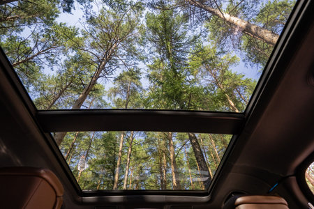 Experience breathtaking views from a car sunroof, with tall green trees swaying under a clear blue skyideal for adventure seekers and nature lovers seeking unique outdoor experiencesの写真素材