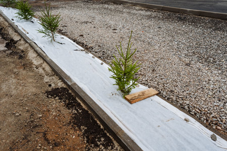 There is a neat row of small trees that are currently growing along and on top of a concrete barrier, providing a touch of nature in an urban landscape, bringing greenery to the areaの写真素材