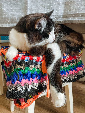 A fluffy cat is comfortably laying on a colorful blanket that is gracefully draped over a sturdy wooden stool, looking absolutely adorable as it relaxes peacefully in its cozy little spot right thereの写真素材