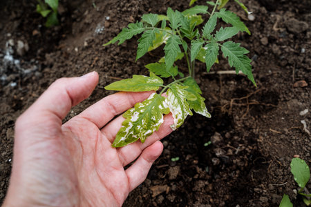 A person carefully holds a vibrant and lush tomato plant in their hands, emphasizing its inherent beauty and significance in agriculture, sustainability, and its vital role for humanity's futureの写真素材