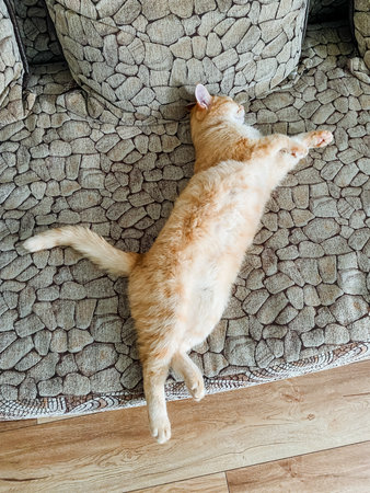 A fluffy, adorable cat is comfortably laying on its back on a warm and cozy rug, fully enjoying a blissful moment of relaxation and peacefulness in its familiar and beloved surroundingsの写真素材