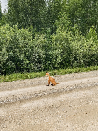 A watchful fox sits on a dusty road, keenly observing its surroundings, patiently waiting for the...