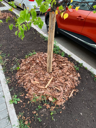 In an urban setting, a young tree with a mulched base thrives amid asphalt and vehicles. Mulch retains moisture, suppresses weeds, and aids in healthy tree growth for a sustainable ecosystemの写真素材