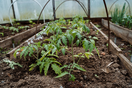 Tomato plants are flourishing exceptionally well in a greenhouse, which provides the perfect controlled environment that is ideal for their overall growth, flourishing, and successful developmentの写真素材