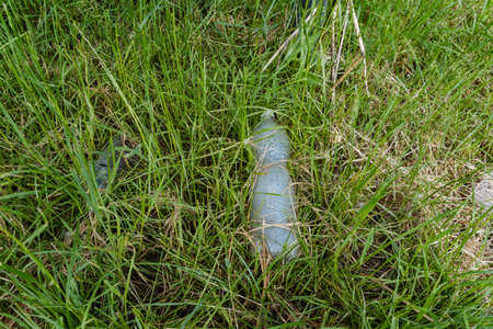 A vibrant blue object rests on lush green grass, blending harmoniously with its surroundings, creating an intriguing composition that invites curiosity and admiration from viewersの写真素材