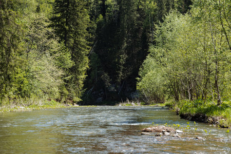 A beautiful river gracefully flowing through a dense forest, where tall trees are lined on both sides, creating a serene and picturesque natural landscape filled with vibrant greeneryの写真素材