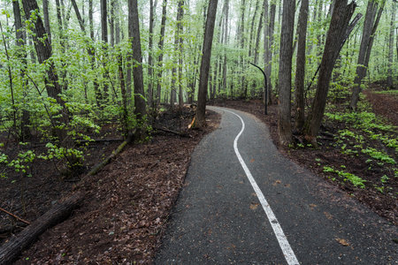 A winding road cuts through the heart of a lush forest, flanked on both sides by tall, majestic trees reaching towards the sky, creating a tranquil and serene atmosphere for all who passの写真素材