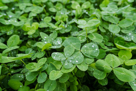 A closeup view of vibrant green clover leaves that are beautifully adorned with glistening dew...
