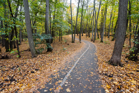 A beautiful and winding path through the woods, covered with a variety of vibrant leaves scattered...