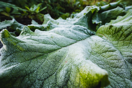 This closeup image beautifully showcases a vibrant green leaf that is delicately covered in sparkling frost, which emphasizes its intricate textures and the natural beauty found in winter gardensの写真素材
