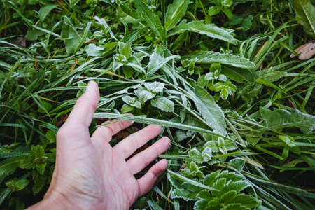 A hand gently reaches out to vibrant green grass adorned with sparkling dew droplets, perfectly capturing the essence of natures exquisite beauty, peacefulness, and tranquility that surrounds usの写真素材
