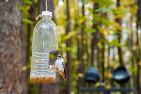 A charming nuthatch bird perched at a homemade bird feeder made from a plastic bottle, surrounded by...