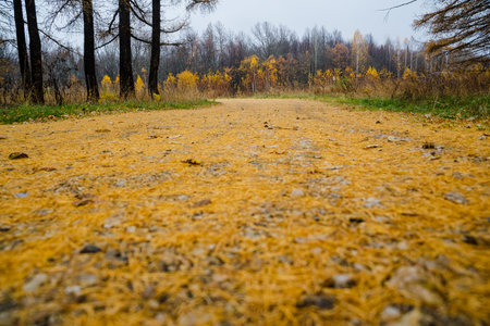 A tranquil dirt path is blanketed with vibrant yellow pine needles, which are surrounded by a beautifully foggy forest scene that showcases a stunning array of autumn colors and foliageの写真素材