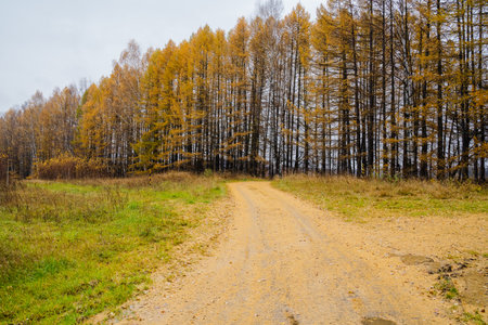 A tranquil dirt road winds through a serene forest with vibrant autumn foliage, making it a perfect spot for nature lovers and photographers seeking seasonal beauty and an outdoor escapeの写真素材