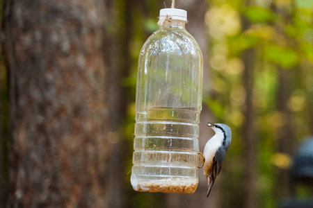 A charming nuthatch bird approaches a homemade water bottle feeder in a serene forest setting, demonstrating the beauty of nature and wildlife interactionの写真素材