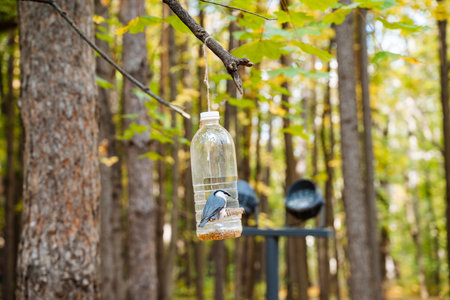 A cleverly designed birdfeeder made from a repurposed plastic bottle hangs from a tree branch in a...