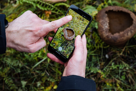 scientist documenting mushroom specimens in natural setting with smartphone under cloudy sky
