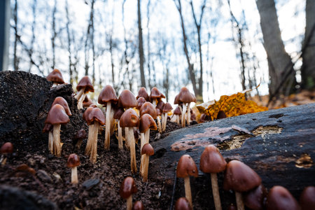dramatic perspective showcasing conical mushrooms rising from decaying timber with stark treesの写真素材