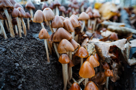 intimate nature shot showcasing moist mushroom caps with translucent gills and water droplets