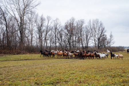 horses grazing peacefully, settled horses meandering through wide open grassy landscapes peacefully, serene herd of horses slowly crossing vast and open grassy fields peacefully and quietlyの写真素材