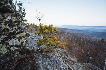 Dwarf pine and lichen clinging to granite closeup with soft light, intricate textures of bark, moss,...