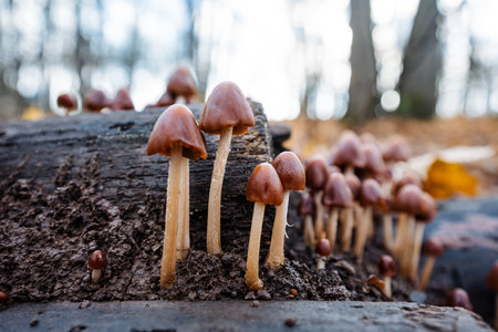 small mushrooms sprouting from leaves, intricate miniature mushrooms emerging through moist leaf