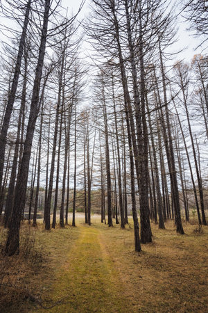 Quiet corridor among leafless towering trees, Mystical pathway under overcast skies with slender tree trunks, Calm and mysterious forest route featuring seasonal change from autumn to winterの写真素材
